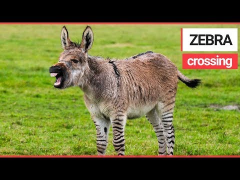 Rare zebra-donkey hybrid born in Somerset