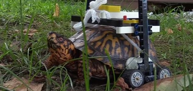 Injured turtle has a wheelchair made of Lego
