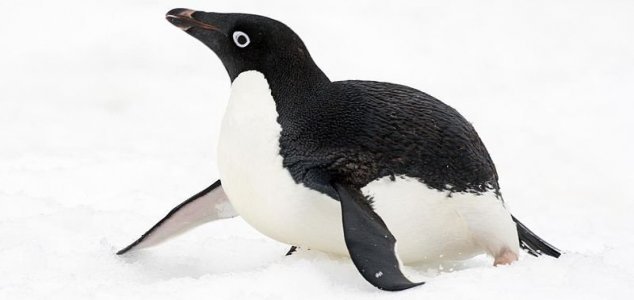 Scientists solve mummified penguins mystery