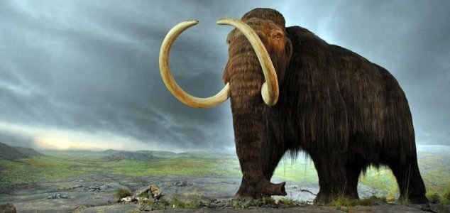 Road workers unearth woolly mammoth bones