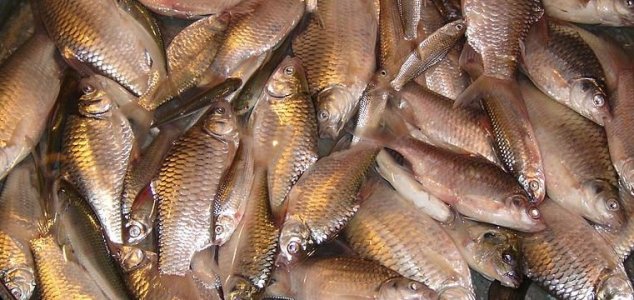 Mystery surrounds mass fish deaths in Iraq
