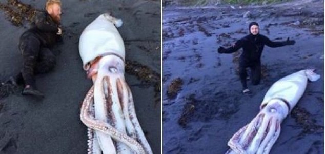 Giant squid washes up on New Zealand beach
