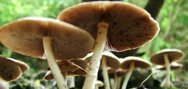 ‘Bionic mushroom’ could power your phone