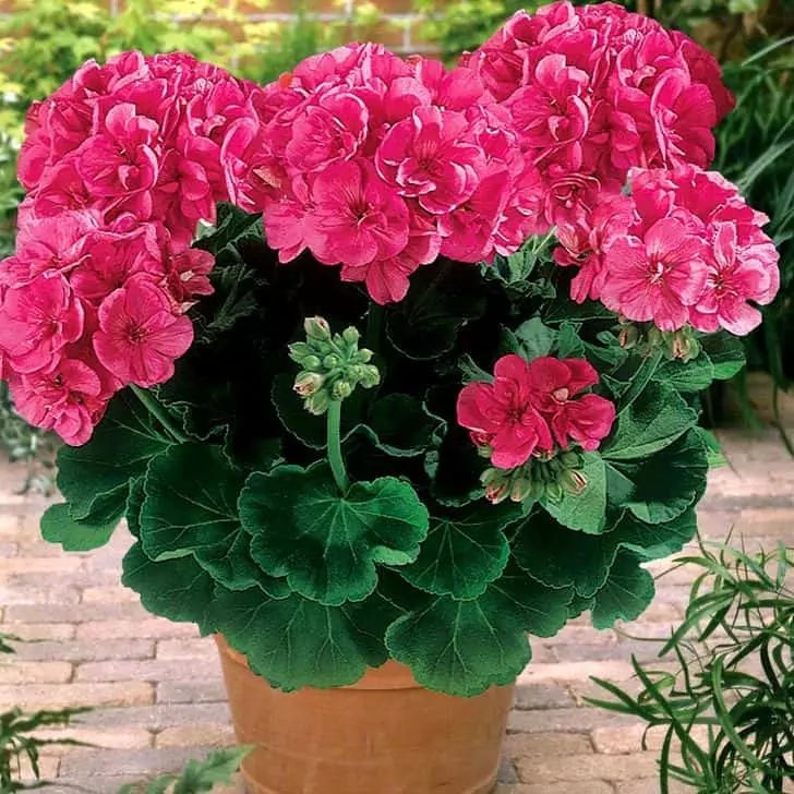 Red, pink and white geranium in the house – Signs and superstition