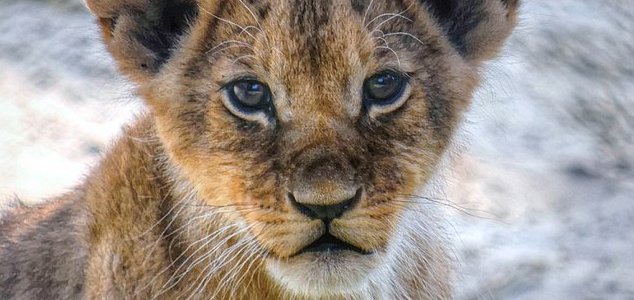 Lion cub found by jogger in the Netherlands