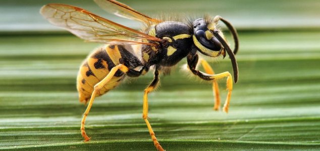 Why do we tend to like bees but hate wasps ?