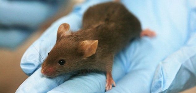 Scientists create healthy mice with two mothers
