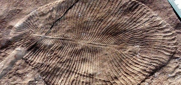 Dickinsonia is world’s oldest known animal
