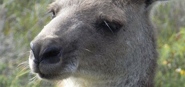 Mystery rogue kangaroo on the loose in Austria