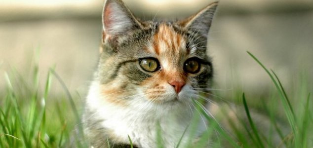 ‘Croydon cat killer’ mystery has been solved