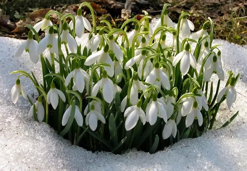 What dreams of snowdrops on the main values ​​and interpretations of dreams