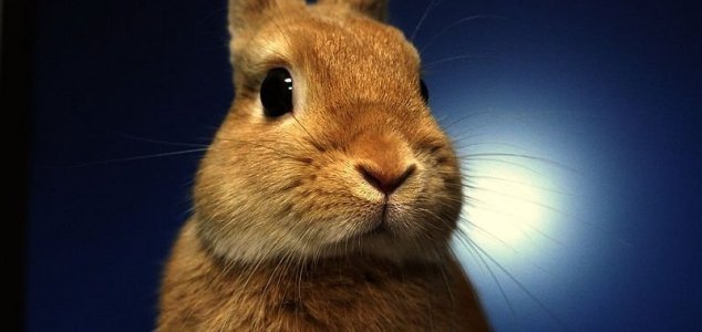 Serial rabbit killer on the loose in France