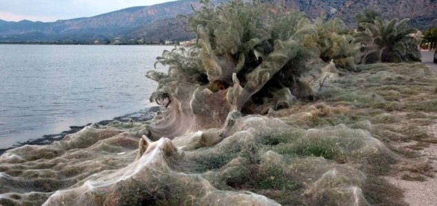 1,000ft spider web covers edge of Greek lagoon