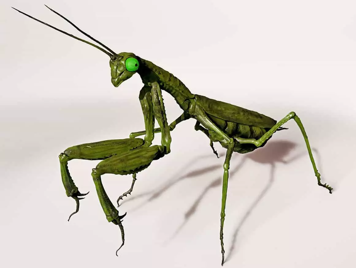 What dreams of mantis in dreams and interpretations of the main meanings
